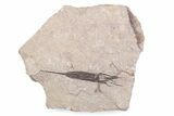 Fossil Eocrinoid (Ascocystites) - El Kaid Rami, Morocco #376543-1